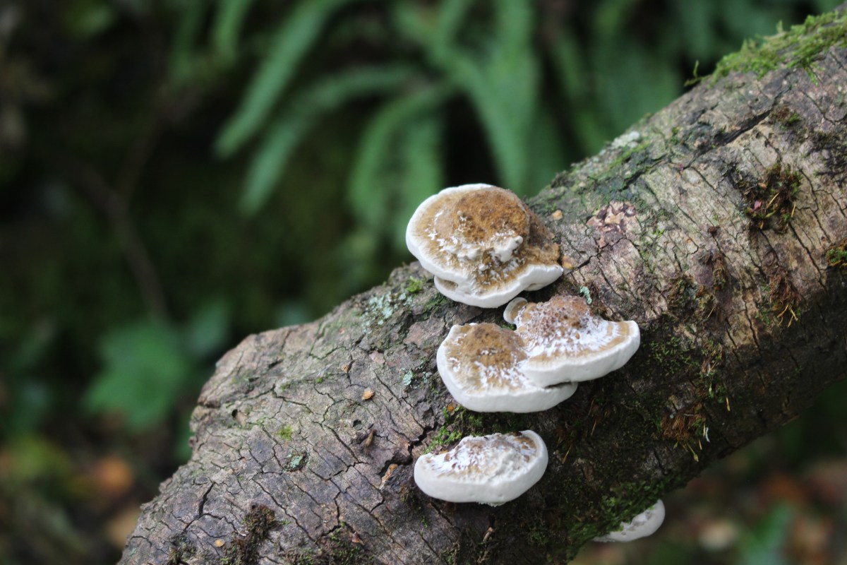 Daedaleopsis confragosa, Blushing Bracket, Co. Wicklow,&nbsp;Ireland